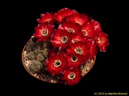 Sulcorebutia pasopayana WR593 2124